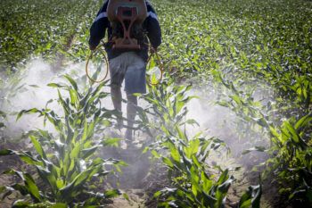 a photo of a man in cut-off blue jeans walking through rows of crops spraying herbicide
