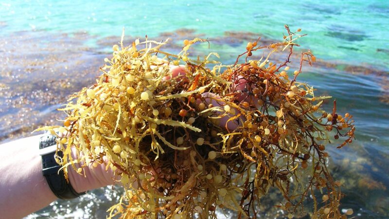 a handful of sargassum