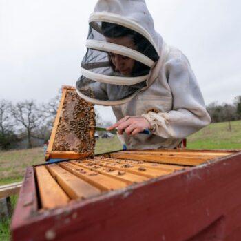 Beekeeper in bee suit scraping honey. Entomologist say Texas bee populations are in good shape for recovery.