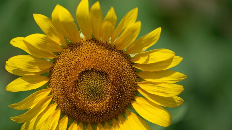 a bright yellow sunflower against a blurred green background