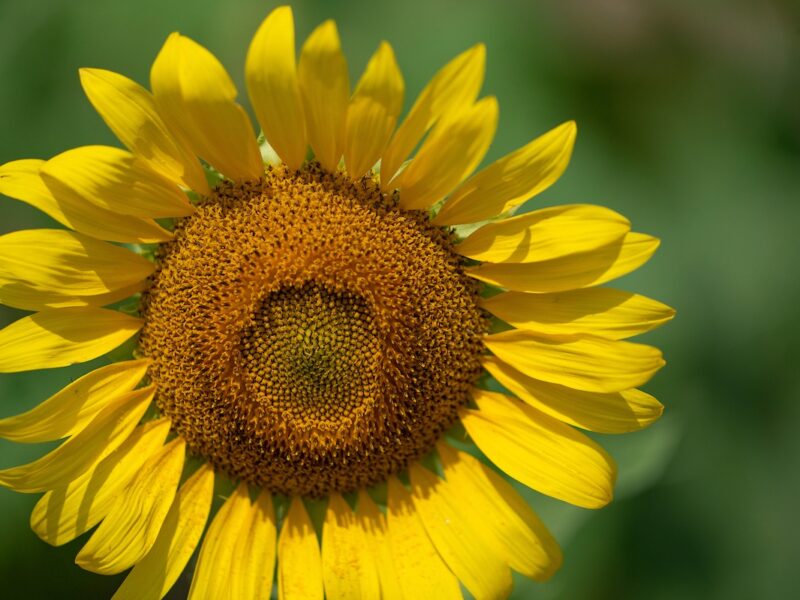 a bright yellow sunflower against a blurred green background