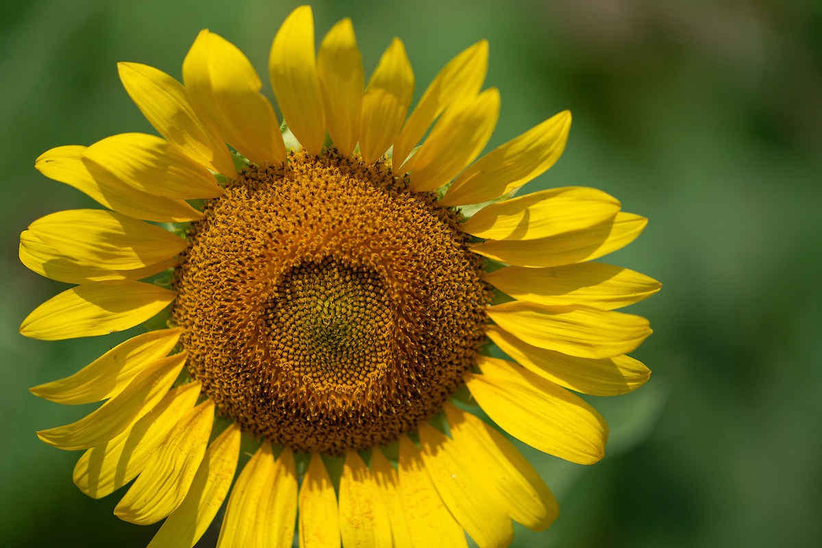 Sunflower Grateful Dead In A World Full Of Roses Be A Sunflower