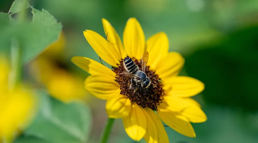 A bee is on the center of a yellow flower with a dark center.