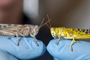A dull brown locust and a bright yellow locust perched on a researchers fingers