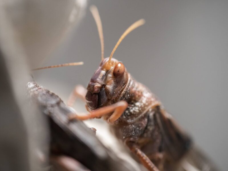 A close up image of a locust on a stick.