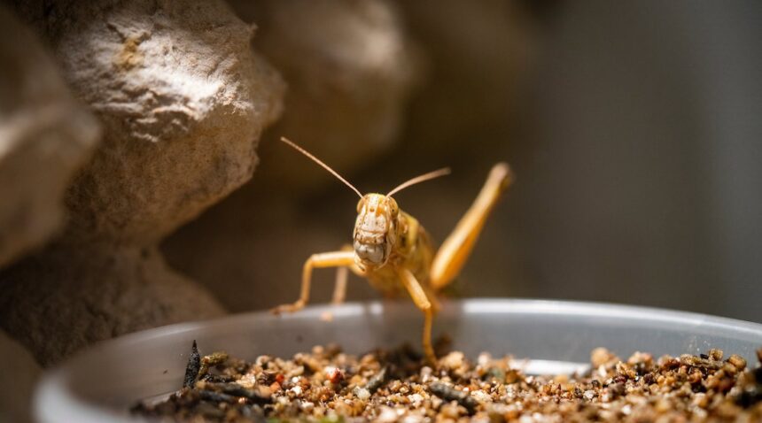 one locust in a feeding bowl