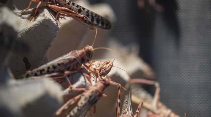 Locusts in low density conditions.