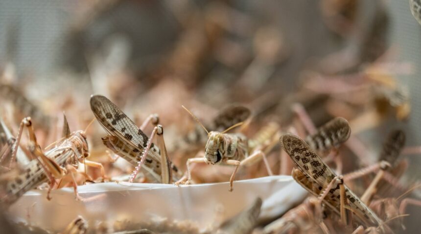 Locusts in swarming conditions.
