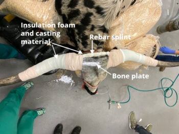 The team's innovative procedure used orthopedic implants in a novel manner, combining an external implant to repair the fracture with a large rebar splint that would take the right horn’s weight off the skull.