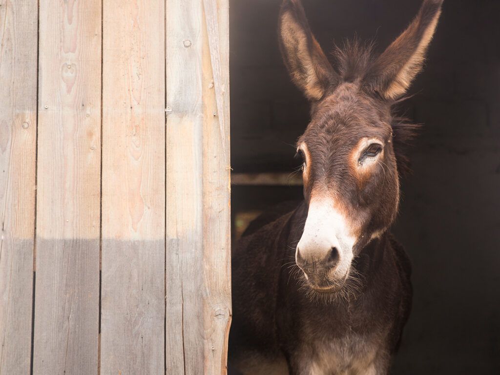 How To Care For Donkeys - Texas A&M Today