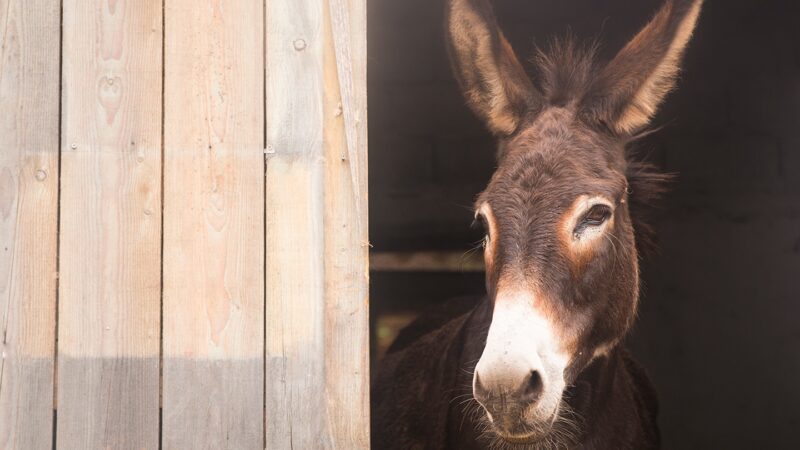 Donkey sticking out of the barn