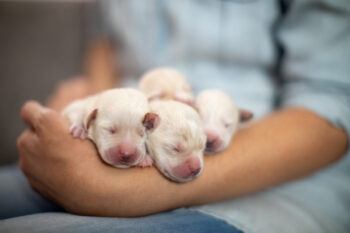 several puppies in a woman's arms