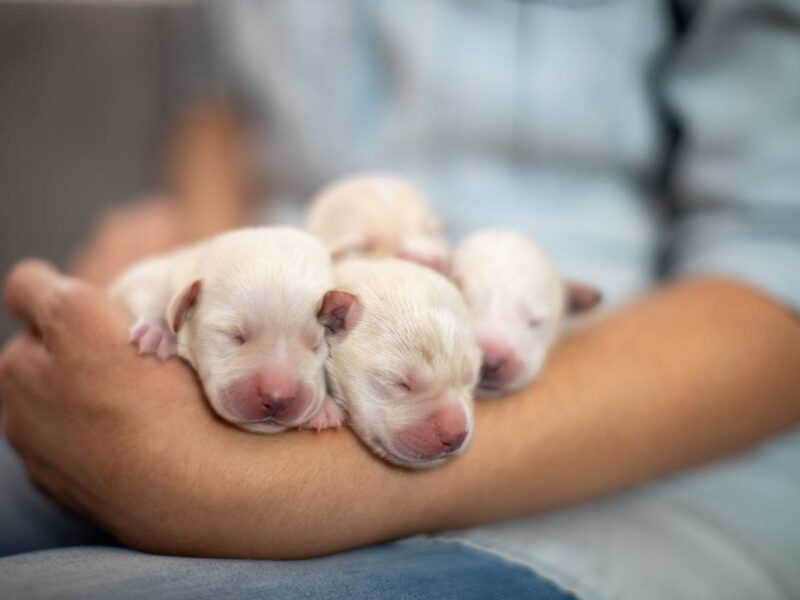 several puppies in a woman's arms