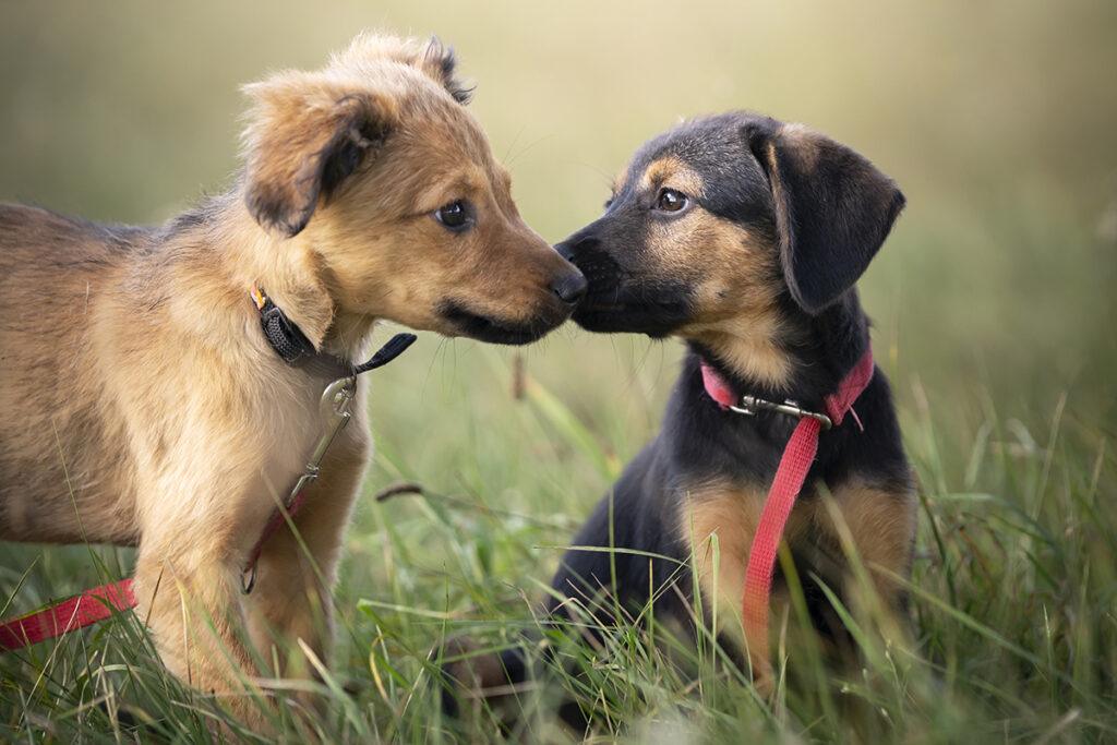 two puppies sniffing each other's faces