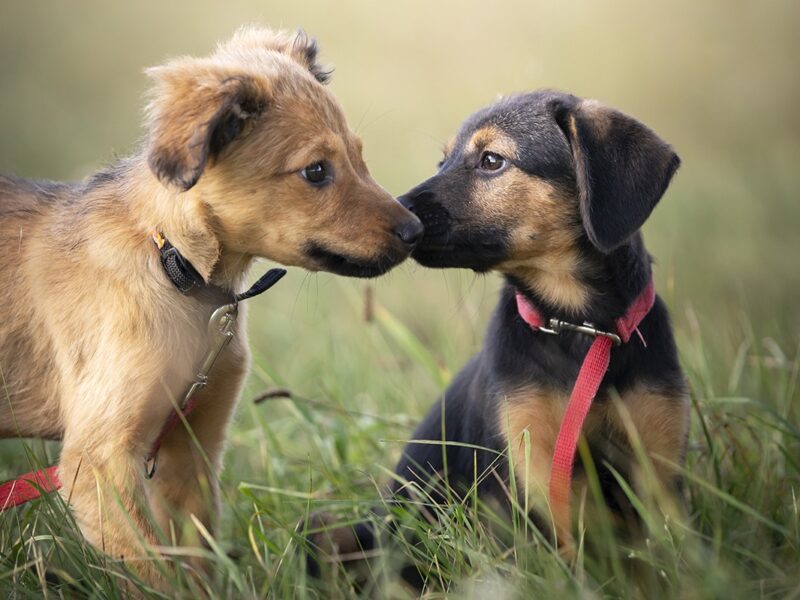 two puppies sniffing each other's faces