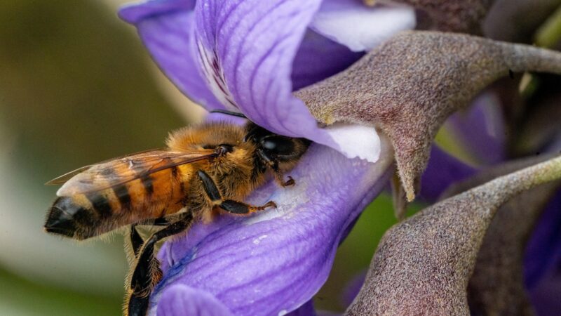 A bee's sticks out of a purple flower with its head buried in to reach the pollen