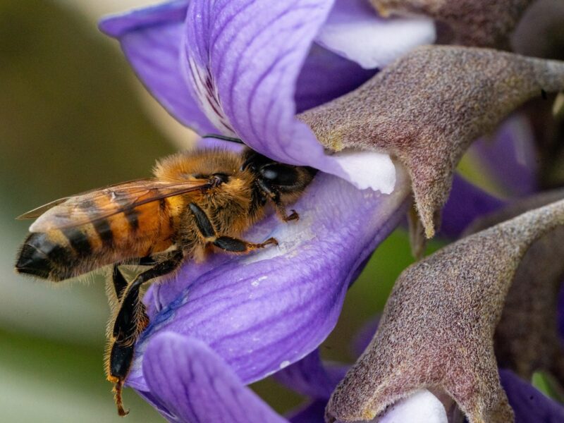 A bee's sticks out of a purple flower with its head buried in to reach the pollen
