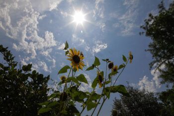 a photo of the blazing sun beating down over trees and flowers, with small diffuse clouds scattered around it