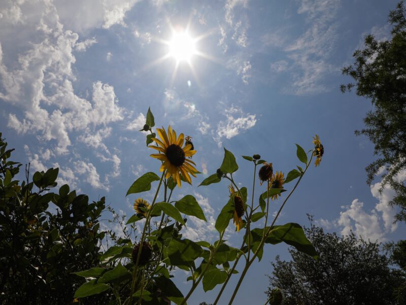 a photo of the blazing sun beating down over trees and flowers, with small diffuse clouds scattered around it