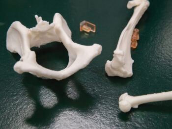 3D printed “bones”