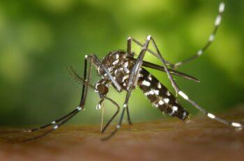 Close up of an Aedes moquito