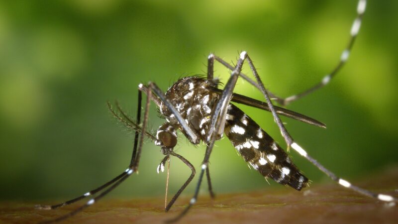 Close up of an Aedes moquito