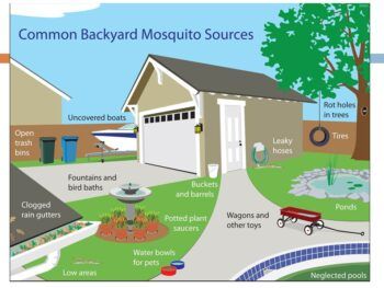 Graphic depicting a backyard and common mosquito sources