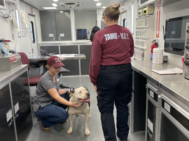 veterinary emergency team members with a dog