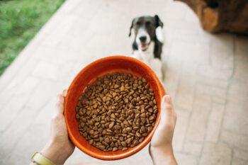 a bowl of pet food and a dog