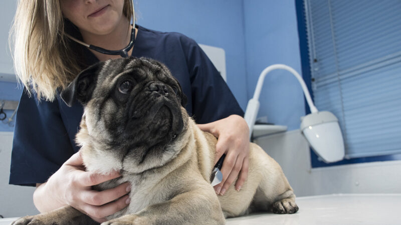 a vet using a stethoscope on a dog in a clinic