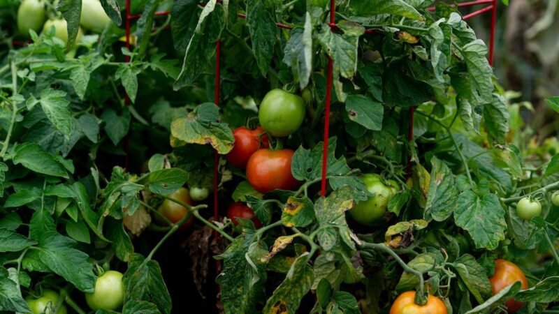 Tomatoes ripening on the vine. They range in color from pale green to dark red.