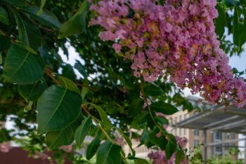A pink crape myrtle tree in bloom on the campus of Texas A&M. When flowers are picked during the summer heat, future blooms are more abundant as seen here.
