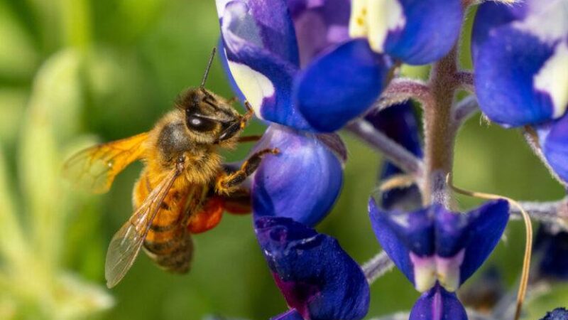 Close up photo of a honeybee on a bluebonnet