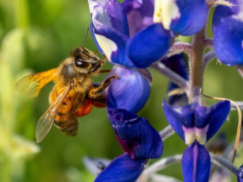 Close up photo of a honeybee on a bluebonnet