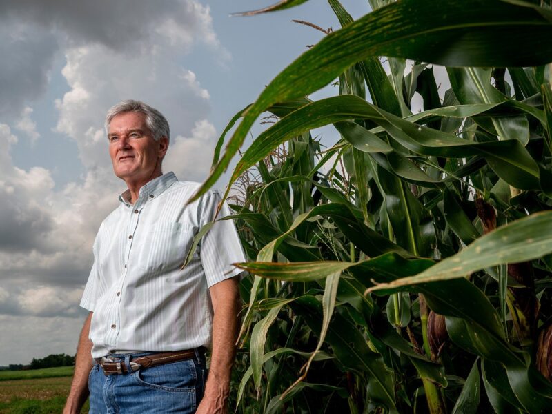 Bob Whitney stands in an organic corn field
