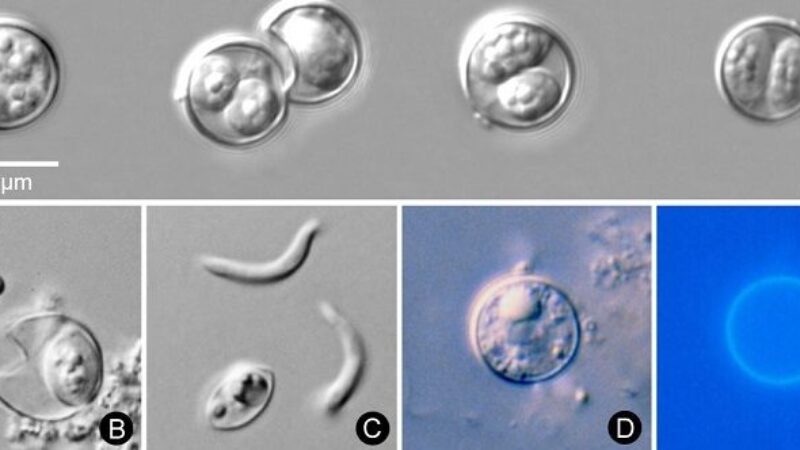 a series of microscope images showing the Cyclospora cayetanensis parasite under various conditions and stages of development.