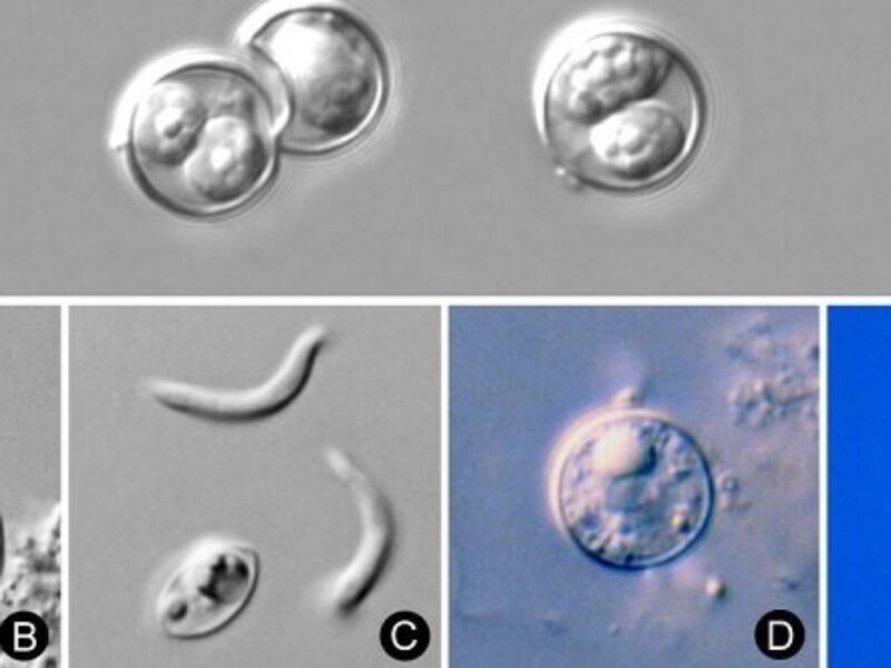 a series of microscope images showing the Cyclospora cayetanensis parasite under various conditions and stages of development.