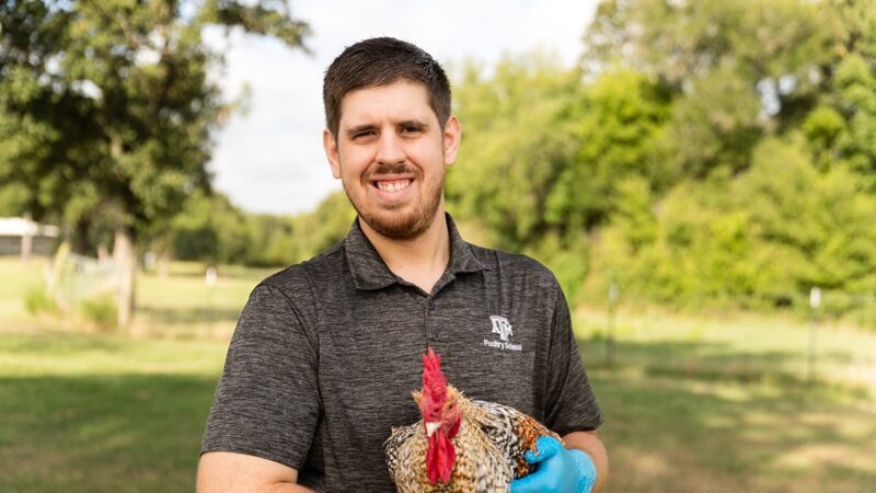 Texas A&M graduate student Nikolas Faust with a chicken