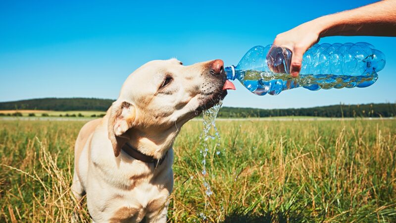 a dog drinking water out of a water bottle someone is holding