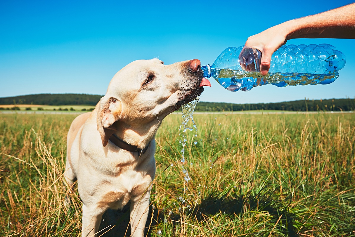 7 Hacks to Keep Dogs Cool in Summer Heat [2024 Update]