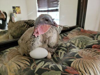 Loretta the Test Turkey on her nest on Woodman's guest bedroom dresser. She tests all 3D-printed shell versions, colors, shapes, and surface treatments for comfort and ease of turning.