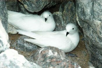 nesting Laysan albatross