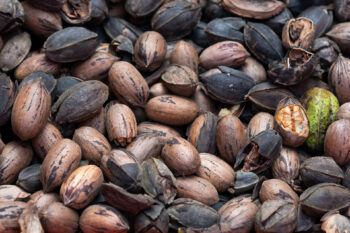 close up shots of pecans in a pile