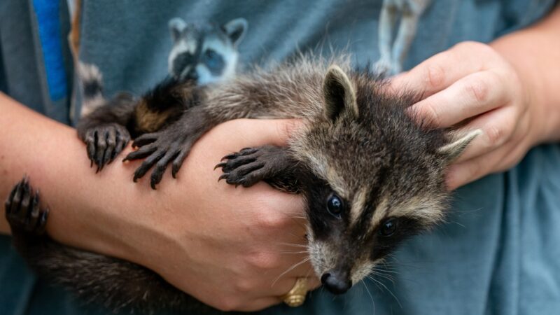 A baby raccoon is held