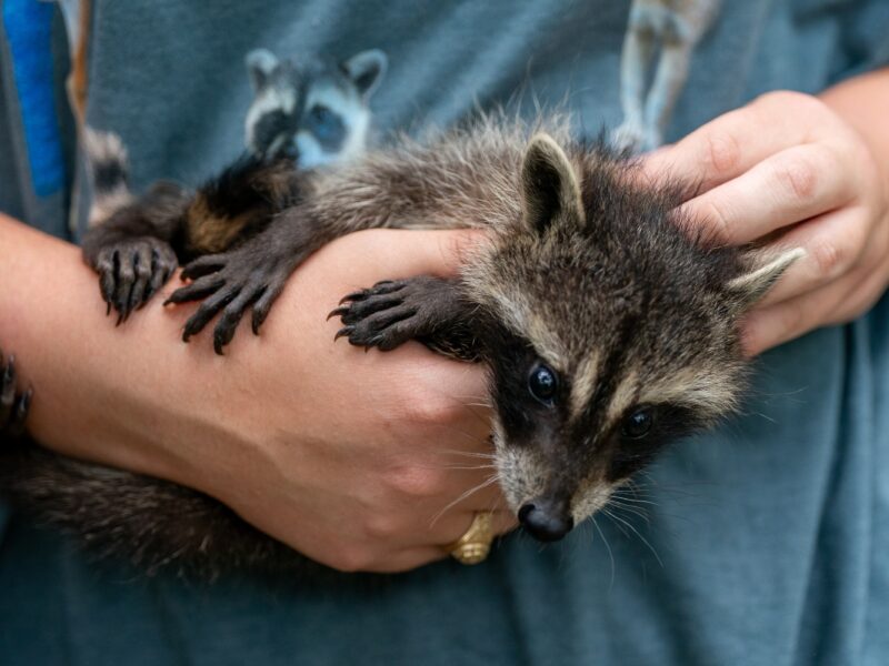 A baby raccoon is held