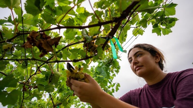 Woman cutting wine grape clusters from vines.