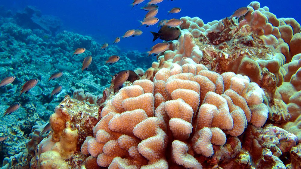 Texas A&M-Led Team Devises Technique To Preserve Coral Samples, Holding ...