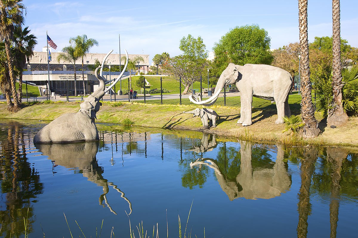 Observation Areas  Rancho La Brea Tar Pits