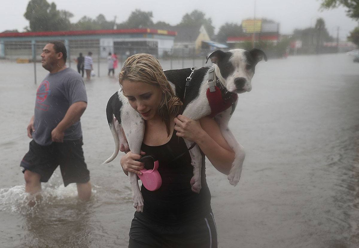 Prepare Your Pets for Disasters