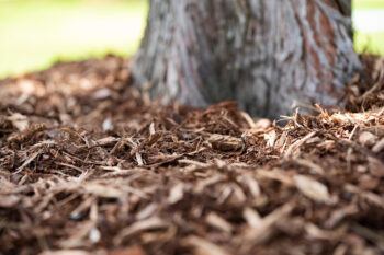 Much around the base of an established tree. Mulch helps retian moisture during times of drought and protects the tree during times of freeze as well.